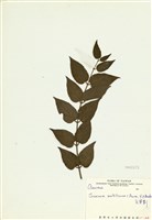 藏品(毛茉莉)的圖片